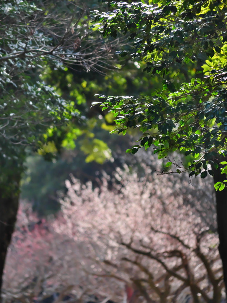 森の先に見える花 - ①