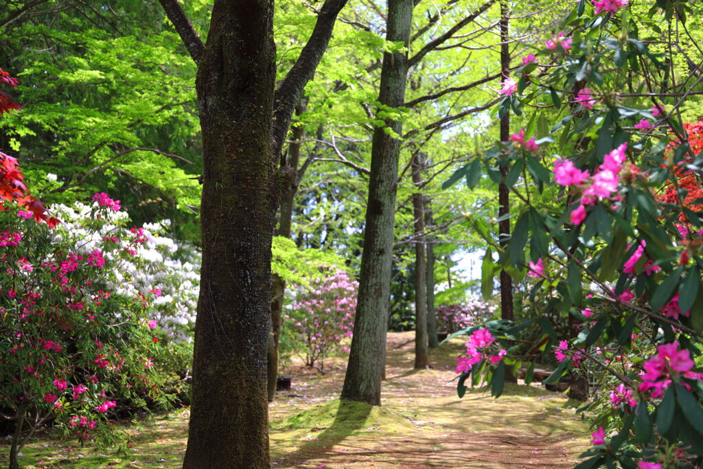 石楠花の森 (法華岳) - ⑤