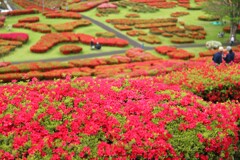 椎八重のツツジ - ⑤