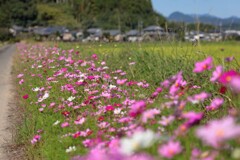 農道の秋桜 (コスモスロード) - ①