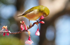 寒緋桜 (子供の国) - ⑤