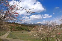 花桃咲く山里- ①