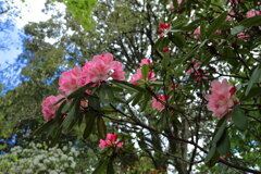 石楠花の森 (法華岳) - ①