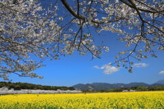 満開の桜 (西都原) - ③