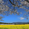 満開の桜 (西都原) - ③
