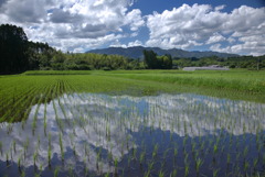 梅雨明けの水田 -②