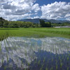 梅雨明けの水田 -②