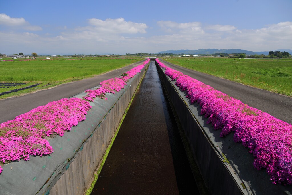 用水路の芝桜 - ①