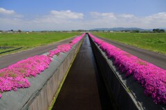 用水路の芝桜 - ①