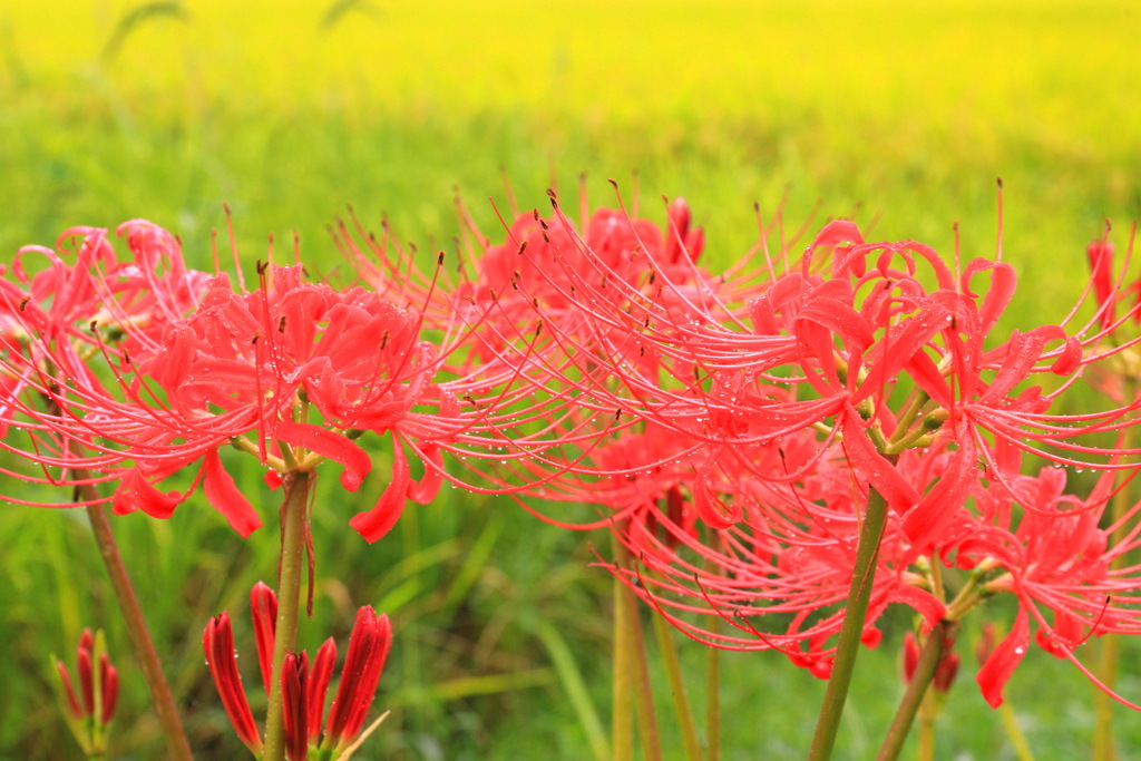 彼岸花 (俄雨の後) 