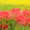 彼岸花 (俄雨の後) 