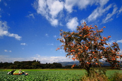 秋の農村 (キャベツ畑)