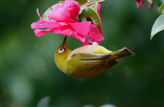 山茶花とめじろ - ②