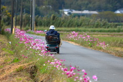 農道の秋桜 - ①