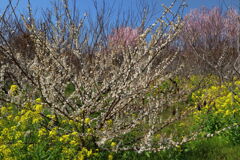 桜・梅・菜の花 (綾) - ③