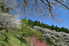満開の桜 (天が城) - ①