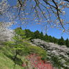 満開の桜 (天が城) - ①