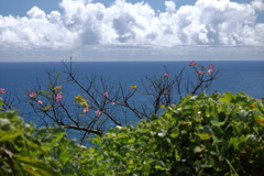 海沿いの花- ①