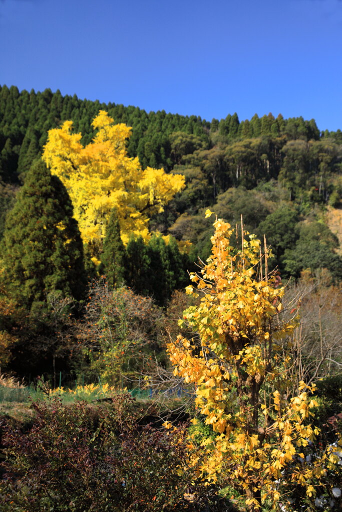 去川の銀杏 - ①