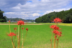 路傍の彼岸花 (広がる雲) 