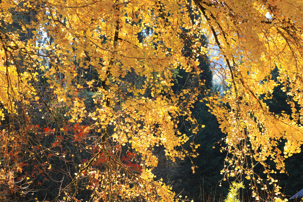 光りに透かして (去川地区)