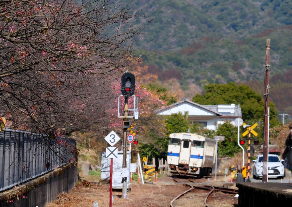 日南線 (寒桜1号)