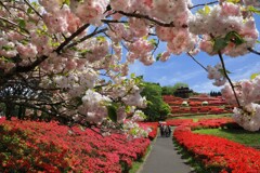 八重桜 (椎八重公園) - ①
