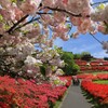 八重桜 (椎八重公園) - ①
