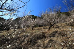 海の見える山上の白梅 - ①