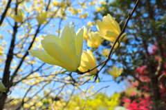 木蓮
