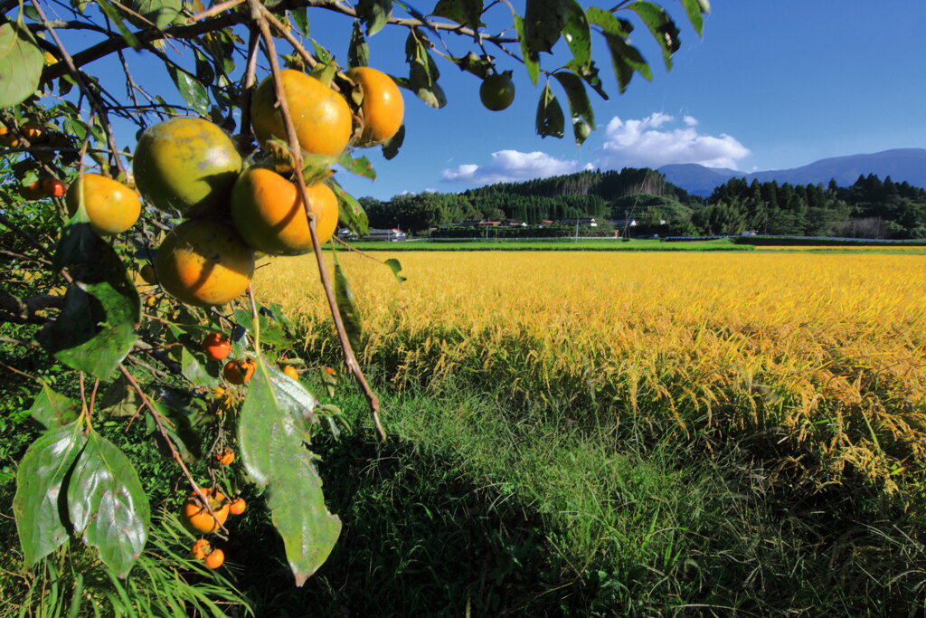 秋の農村 (えびの市) - ②
