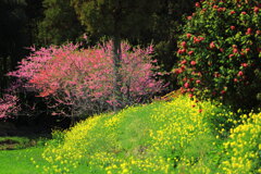 野原の花 - ①