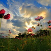 路傍の秋桜 (夕暮れ前)