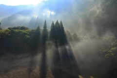 霧の森 - ②