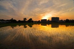 水田の夕昏(日没) - ②