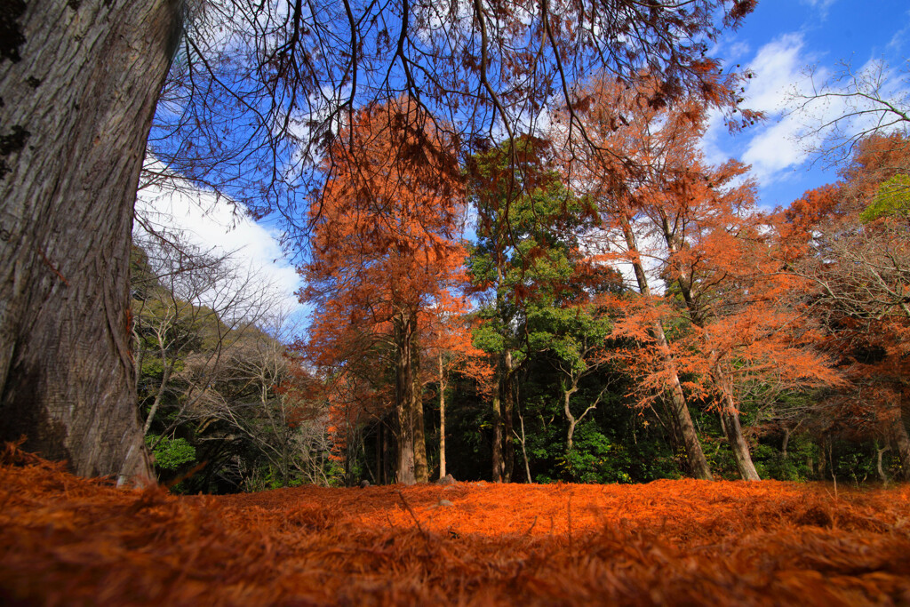 秋の日の木々 (ラクウショウ)