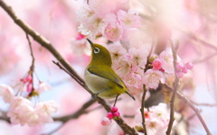 花の中のメジロ