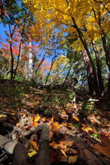 霧島春夏秋冬 (秋霧島) - ②