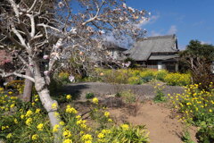 お寺に咲くこぶし