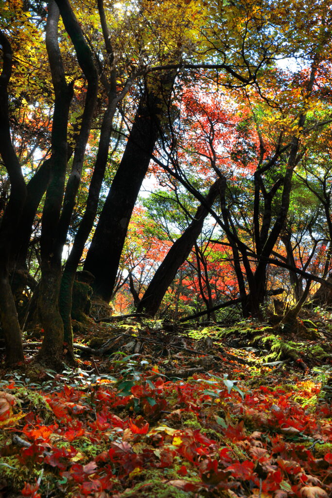 霧島春夏秋冬 (森の彩) - ⑤