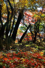 霧島春夏秋冬 (森の彩) - ⑤
