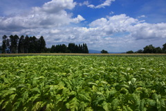 煙草畑 (六ツ野地区)