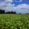 煙草畑 (六ツ野地区)