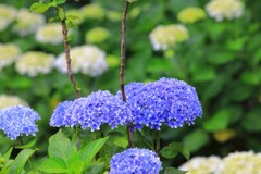 紫陽花 (山之口町) - ②