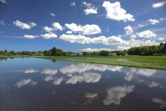 梅雨明けの水田 -①