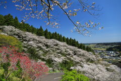 満開の桜 (天が城) - ②