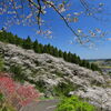 満開の桜 (天が城) - ②