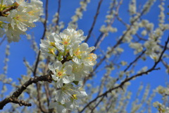 すももの花 - ③