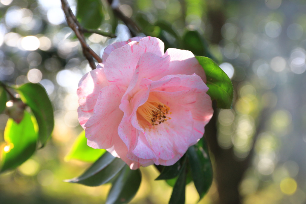 椿 (五十雑・いざわ)