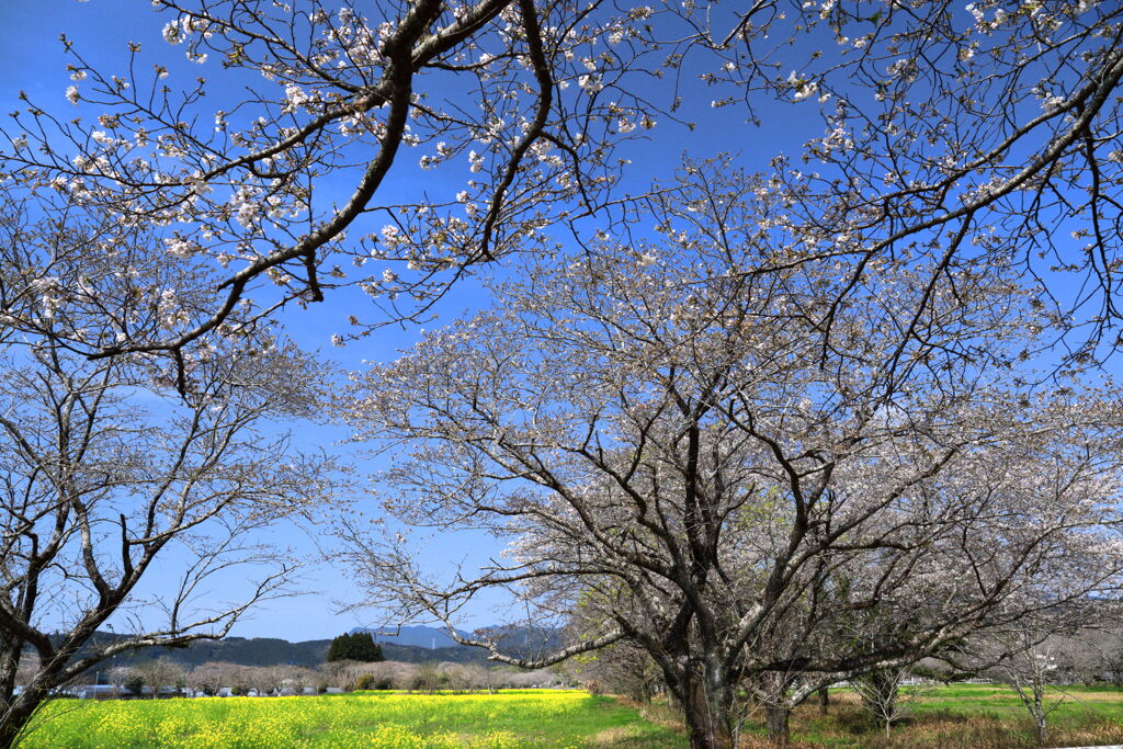 桜の咲く頃 - ①